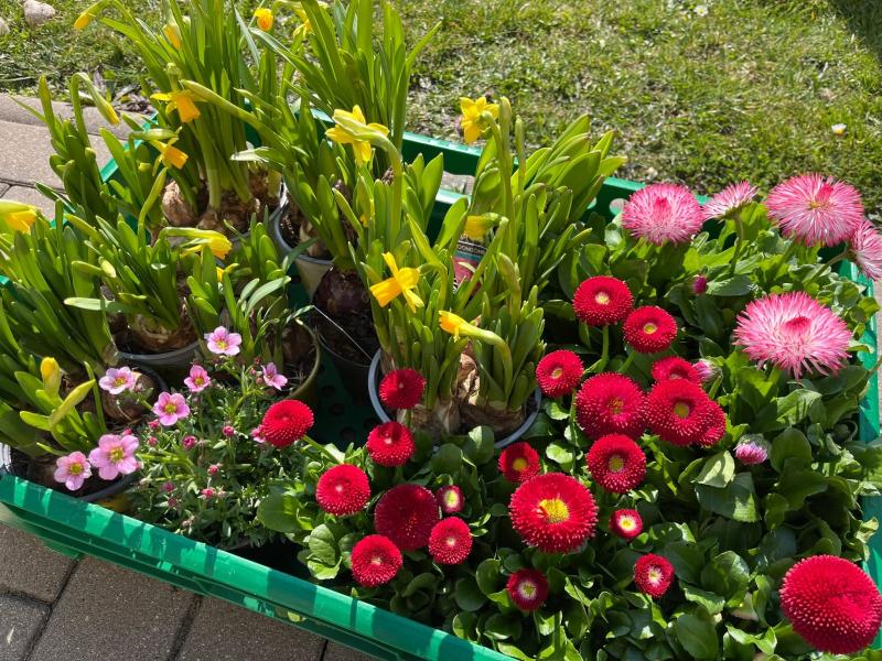 Sázení jarních květin