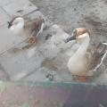 Výlet do ZOO Chleby